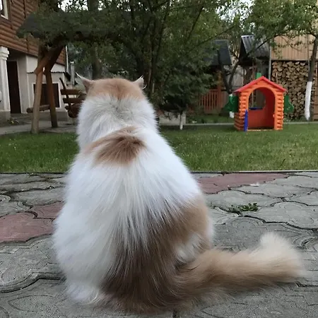 Perlyna * فيرخوفينا